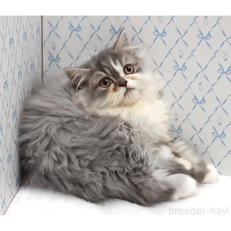 販売中の岐阜県のミックス-133180の2枚目