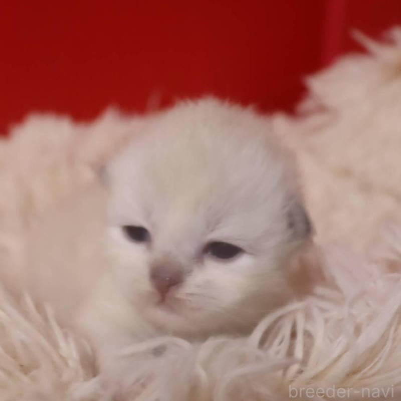 販売中の千葉県のサイベリアン-133182の5枚目