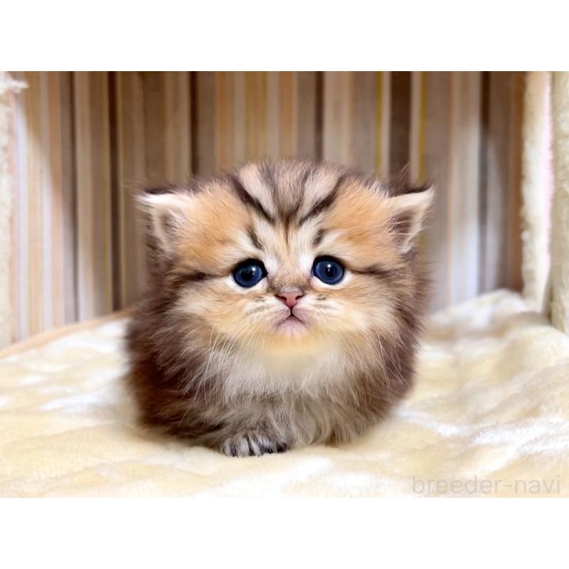 販売中の千葉県のミヌエット(短足)-133181の6枚目