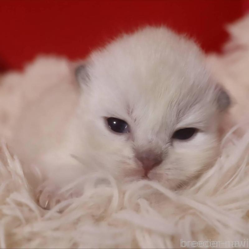 販売中の千葉県のサイベリアン-133182の4枚目