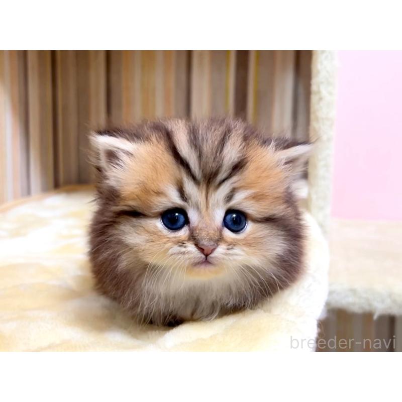 販売中の千葉県のミヌエット(短足)-133181の5枚目