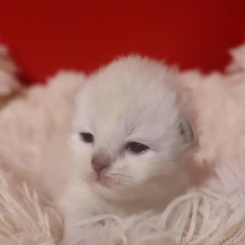 販売中の千葉県のサイベリアン-133182の3枚目