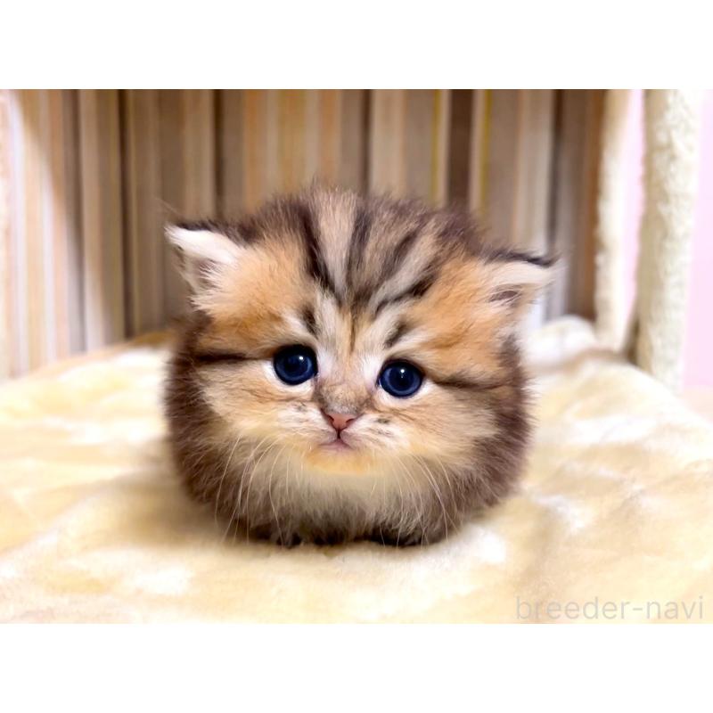 販売中の千葉県のミヌエット(短足)-133181の4枚目