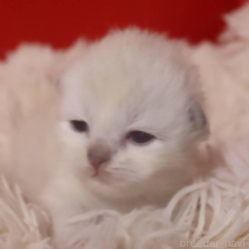 販売中の千葉県のサイベリアン-133182の2枚目