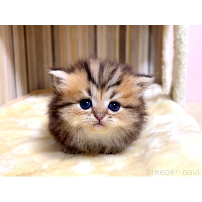 販売中の千葉県のミヌエット(短足)-133181の3枚目