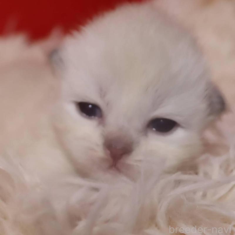 販売中の千葉県のサイベリアン-133182の1枚目