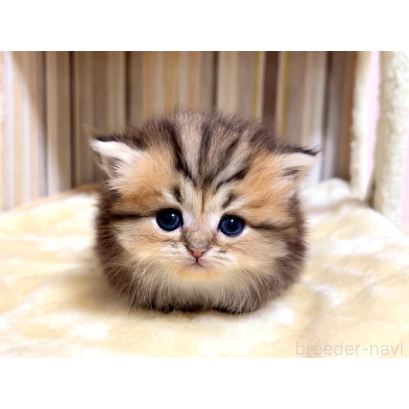 販売中の千葉県のミヌエット(短足)-133181の2枚目