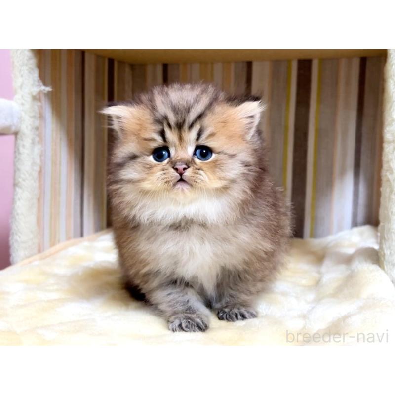 販売中の千葉県のミヌエット(短足)-133183の5枚目