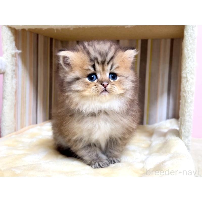 販売中の千葉県のミヌエット(短足)-133183の4枚目