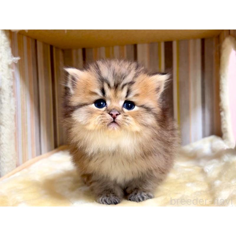 販売中の千葉県のミヌエット(短足)-133183の3枚目