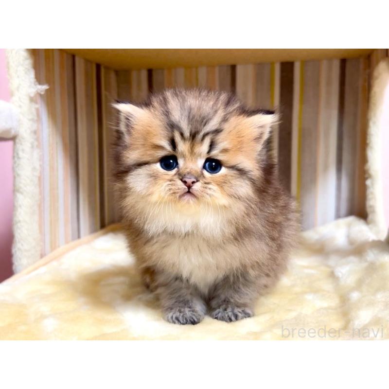 販売中の千葉県のミヌエット(短足)-133183の2枚目