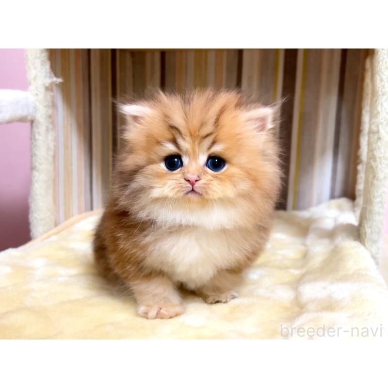 販売中の千葉県のペルシャ-133184の5枚目