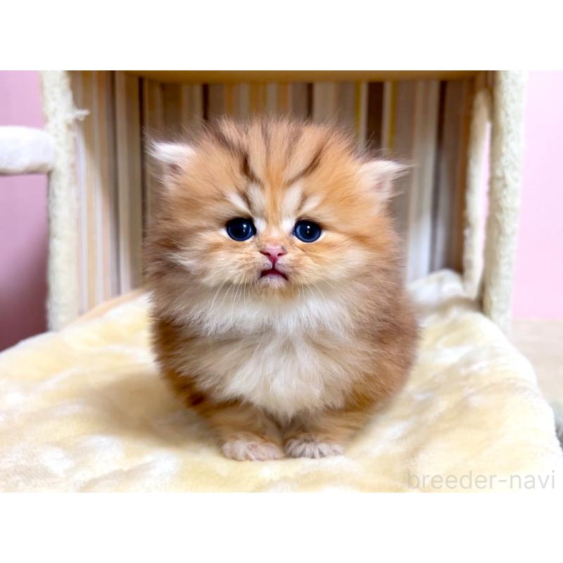 販売中の千葉県のペルシャ-133184の4枚目