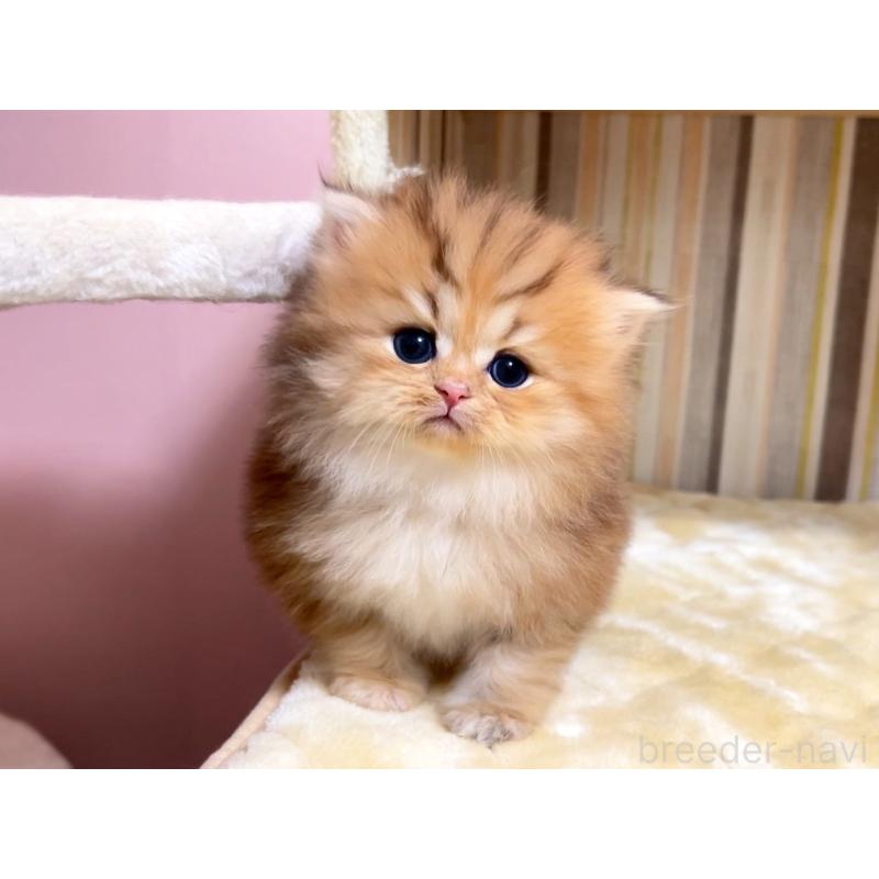 販売中の千葉県のペルシャ-133184の3枚目