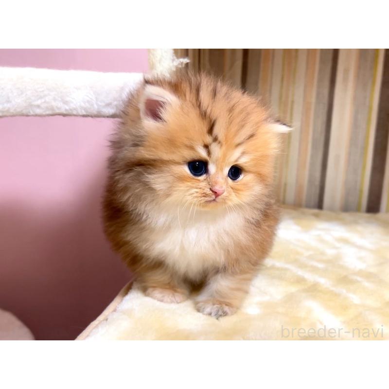 販売中の千葉県のペルシャ-133184の2枚目