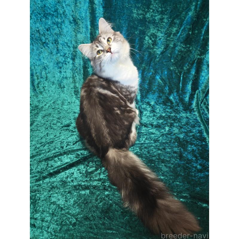 マルコムくん1枚目