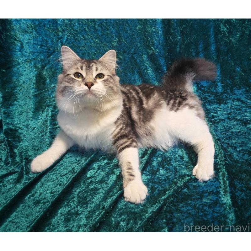 マルコムくん1枚目