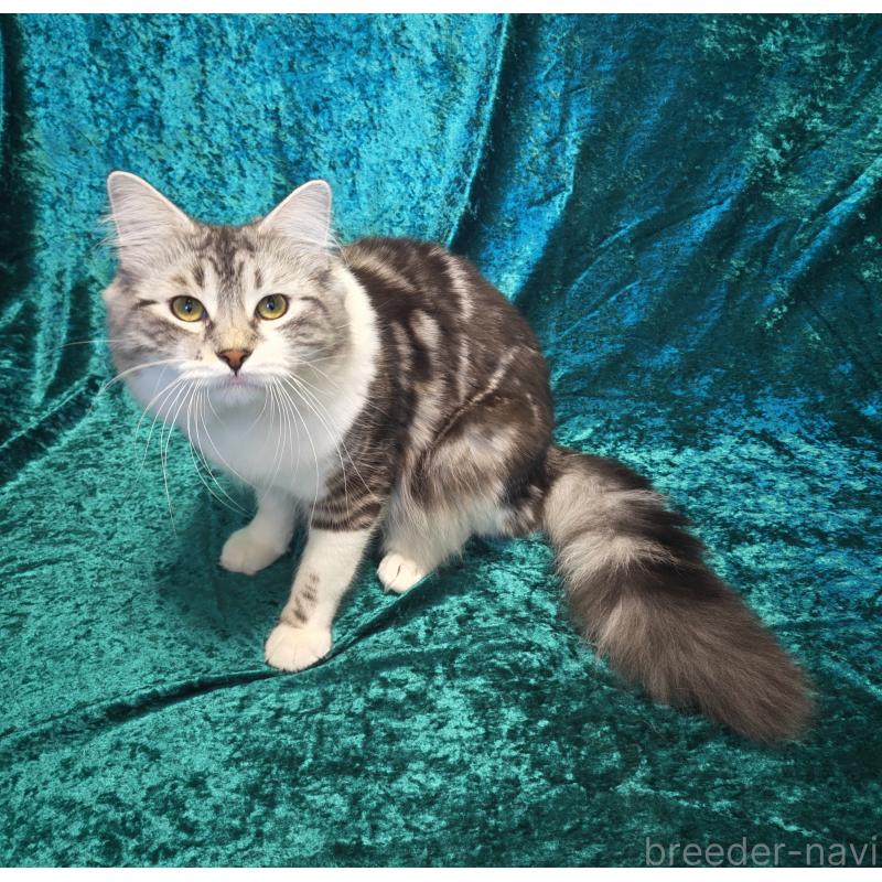 マルコムくん1枚目