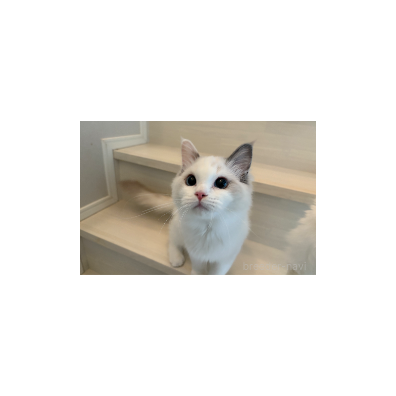 販売中の東京都のラグドール-133186の2枚目