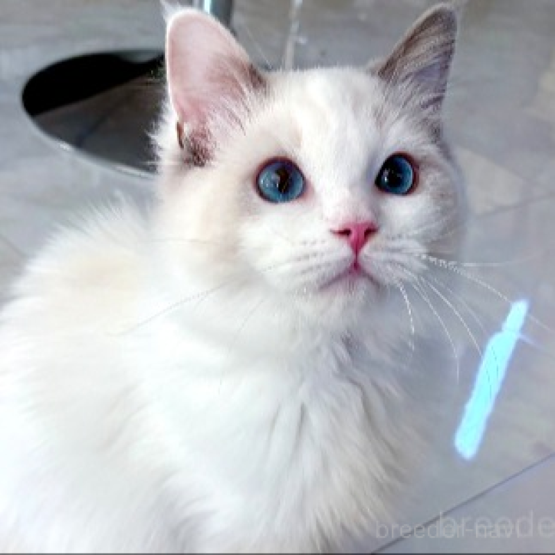 販売中の東京都のラグドール-133186