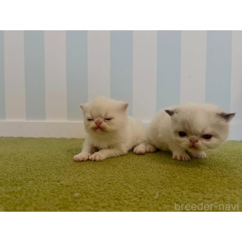 販売中の東京都のエキゾチックショートヘア-133185の4枚目