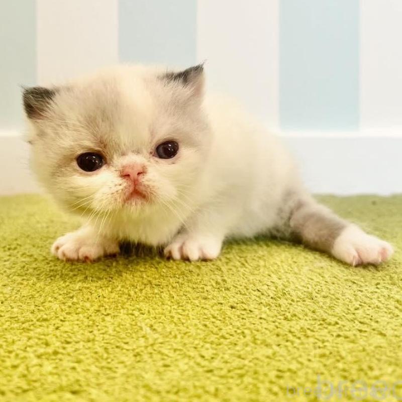 販売中の東京都のエキゾチックショートヘア-133185の1枚目