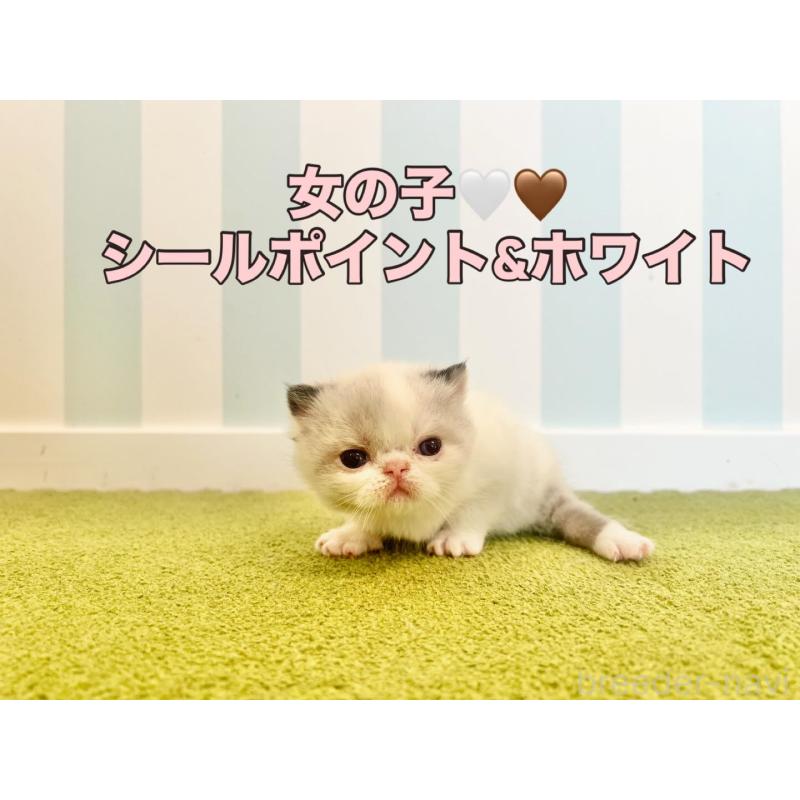 販売中の東京都のエキゾチックショートヘア-133185の2枚目