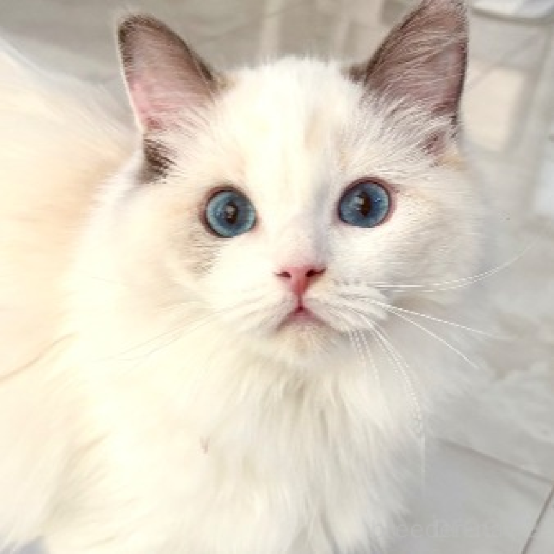 販売中の東京都のラグドール-133187の1枚目