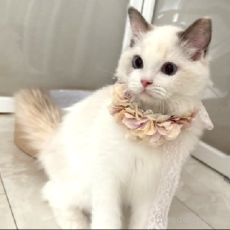 販売中の東京都のラグドール-133187の7枚目