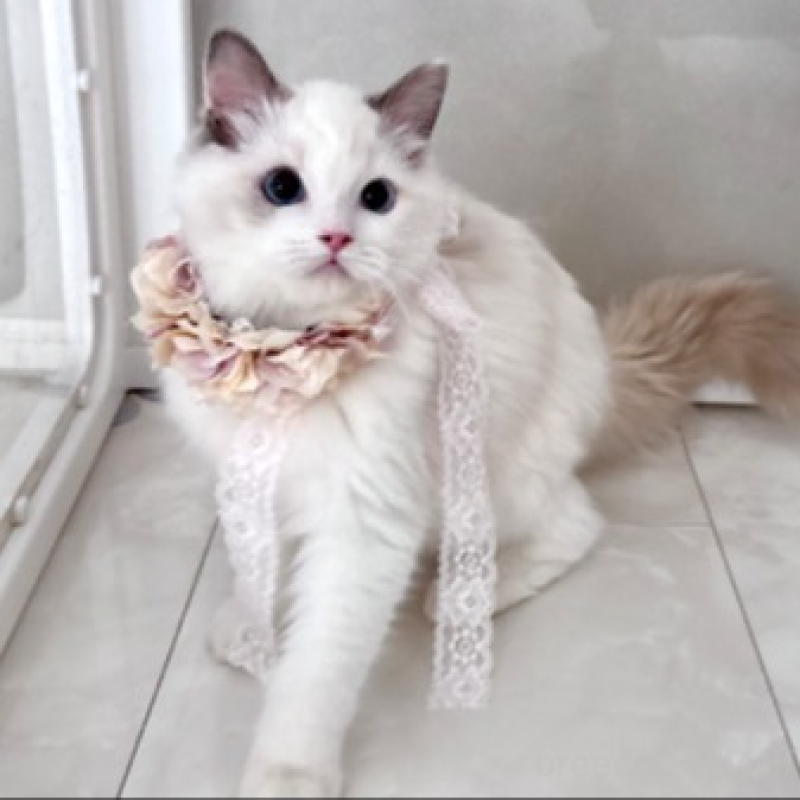 販売中の東京都のラグドール-133187の6枚目