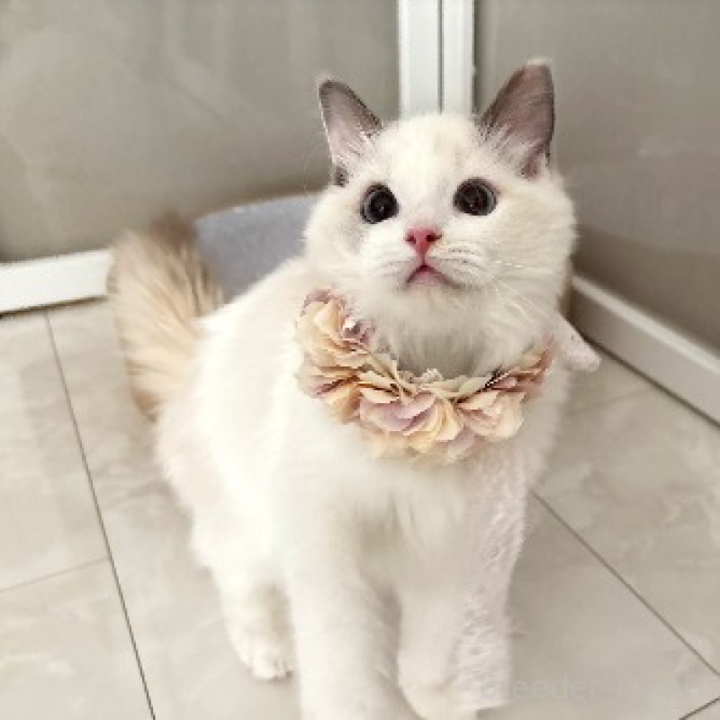 販売中の東京都のラグドール-133187の5枚目