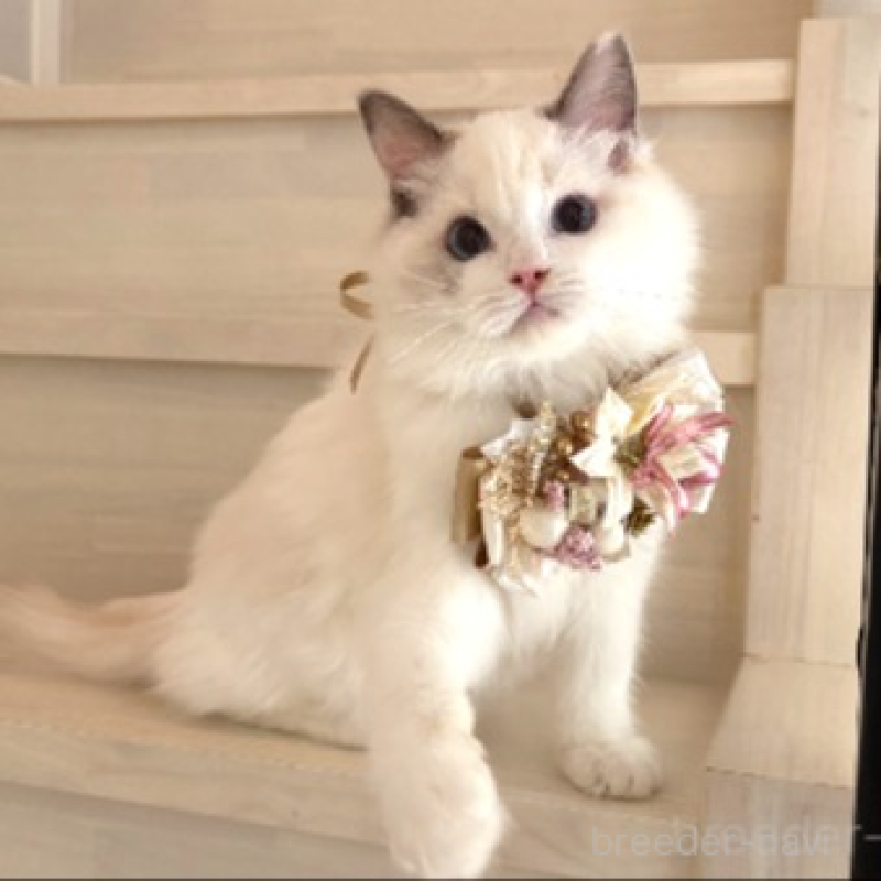 販売中の東京都のラグドール-133187の4枚目