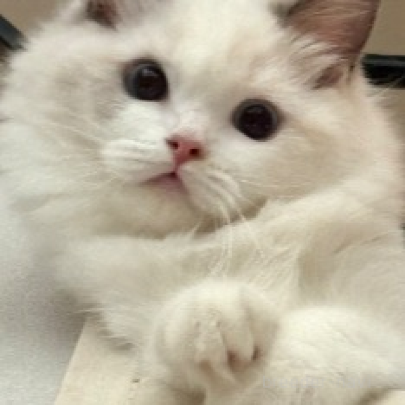 販売中の東京都のラグドール-133187の3枚目