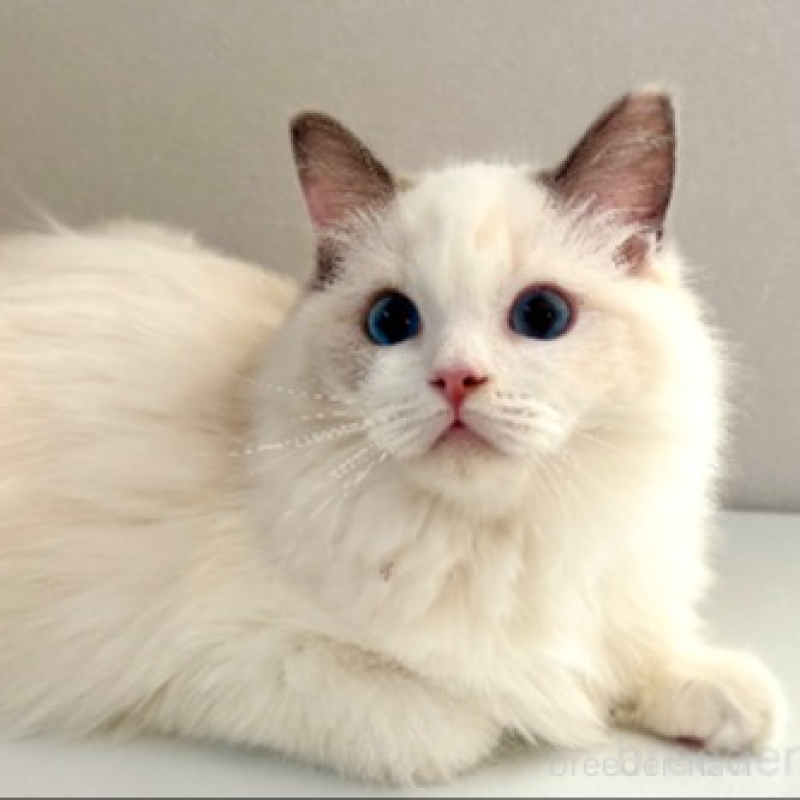 販売中の東京都のラグドール-133187の2枚目