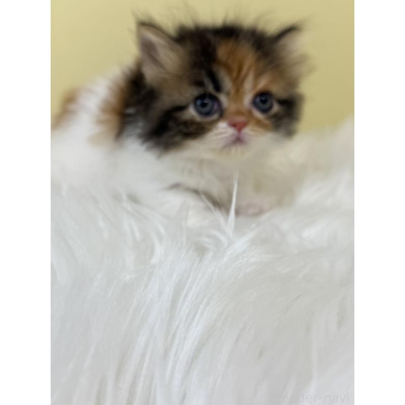 販売中の埼玉県のミヌエット(短足)-133108の4枚目