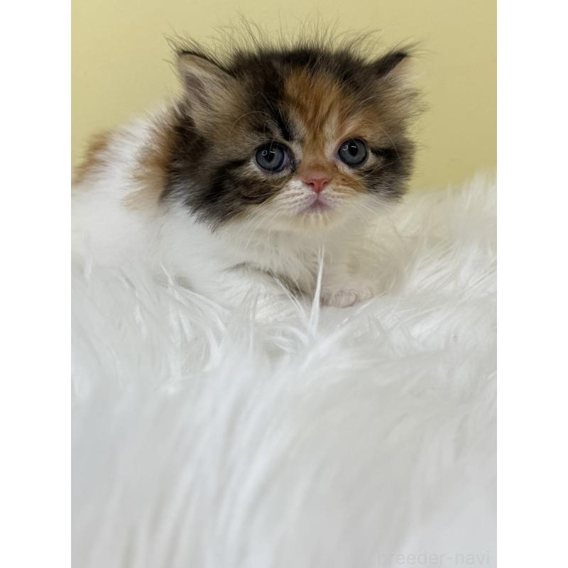 販売中の埼玉県のミヌエット(短足)-133108の3枚目