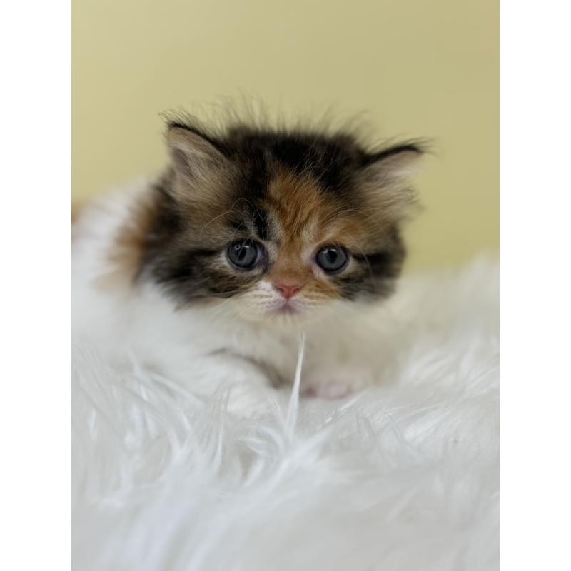 販売中の埼玉県のミヌエット(短足)-133108の2枚目