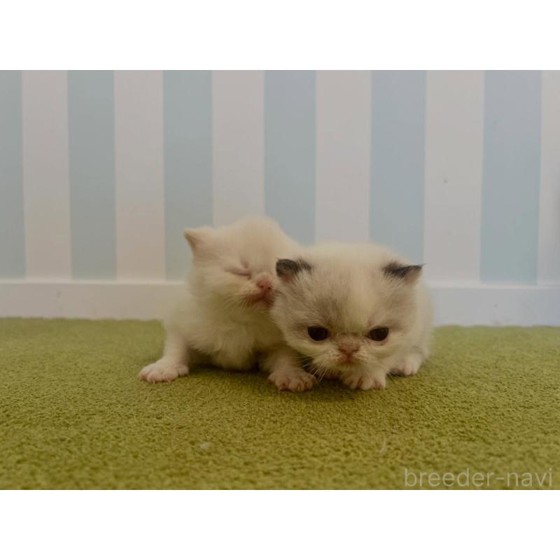 販売中の東京都のエキゾチックショートヘア-133188の4枚目