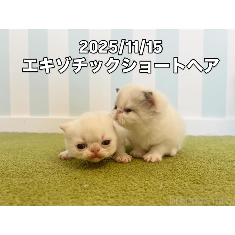 販売中の東京都のエキゾチックショートヘア-133188の2枚目