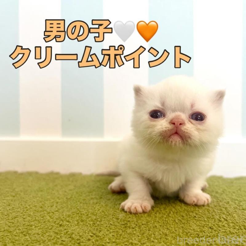 販売中の東京都のエキゾチックショートヘア-133188