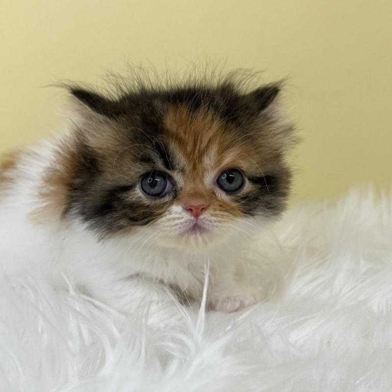 販売中の埼玉県のミヌエット(短足)-133108の1枚目