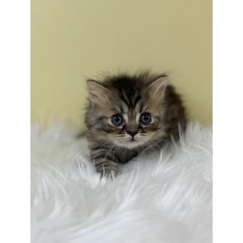 販売中の埼玉県のミヌエット(短足)-133109の4枚目