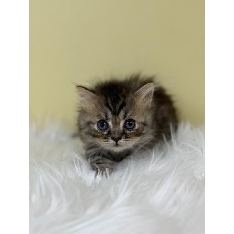 販売中の埼玉県のミヌエット(短足)-133109の3枚目