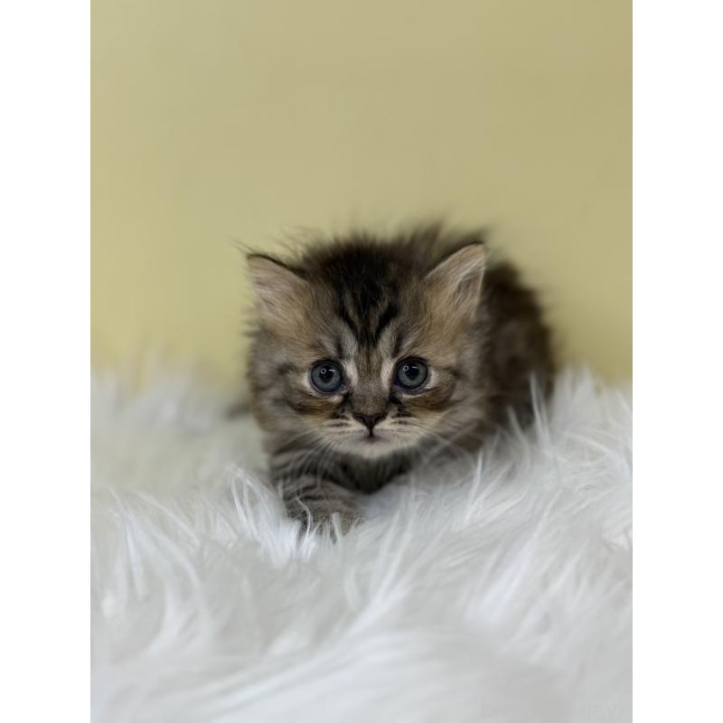 販売中の埼玉県のミヌエット(短足)-133109の2枚目