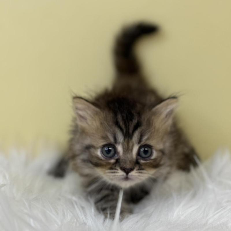 販売中の埼玉県のミヌエット(短足)-133109の1枚目