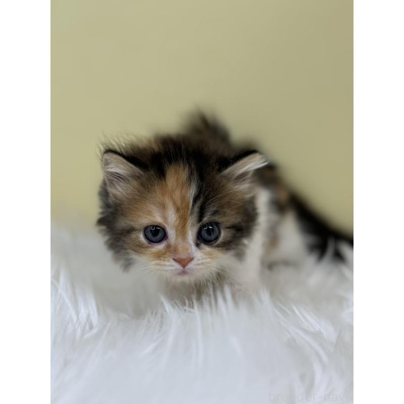 販売中の埼玉県のミヌエット-133110の4枚目