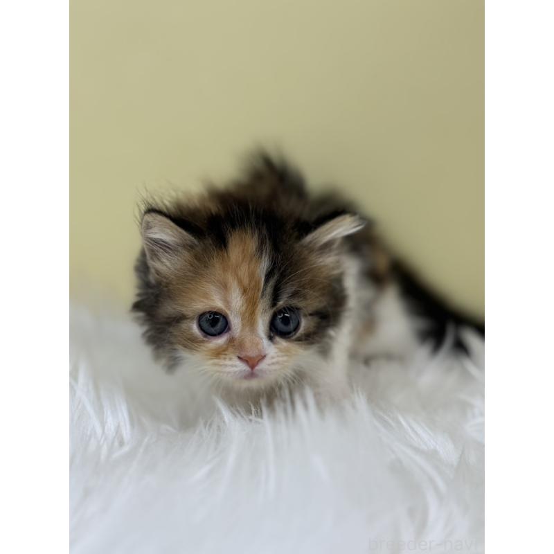 販売中の埼玉県のミヌエット-133110の3枚目