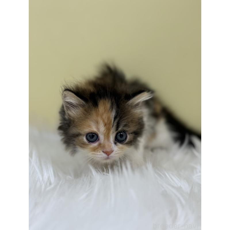 販売中の埼玉県のミヌエット-133110の2枚目