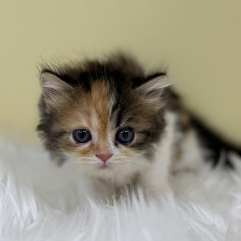 販売中の埼玉県のミヌエット-133110の1枚目