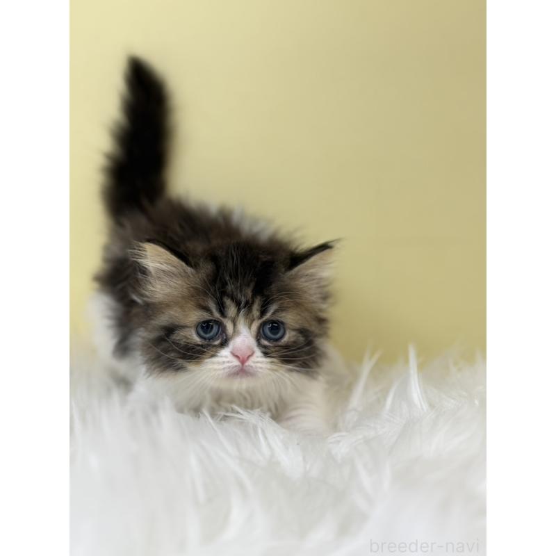 販売中の埼玉県のミヌエット-133111の4枚目